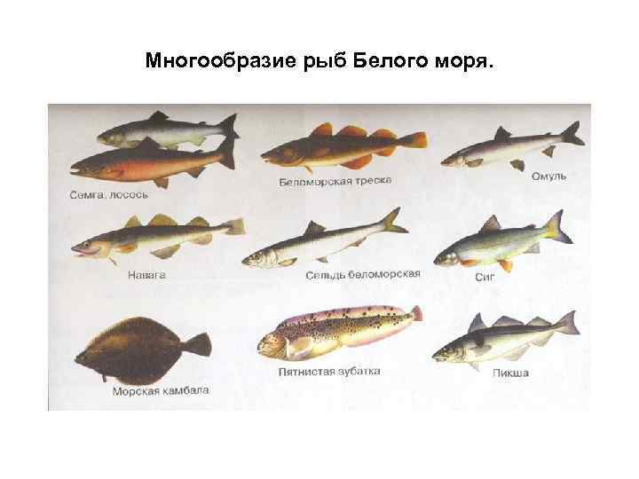 Многообразие рыб Белого моря. 
