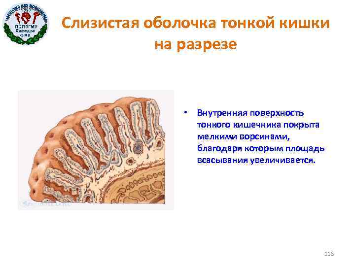 1897 ПСПб. ГМУ Кафедра ФМИ Слизистая оболочка тонкой кишки на разрезе • Внутренняя поверхность