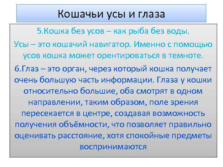 Кошачьи усы и глаза 5. Кошка без усов – как рыба без воды. Усы