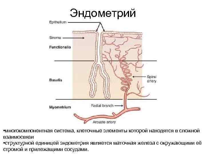 Эндометрий • многокомпонентная система, клеточные элементы которой находятся в сложной взаимосвязи • структурной единицей