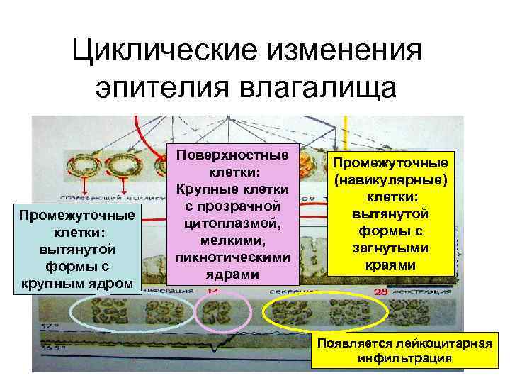 Взаимодействие звеньев РС Циклические изменения эпителия влагалища Промежуточные клетки: вытянутой формы с крупным ядром