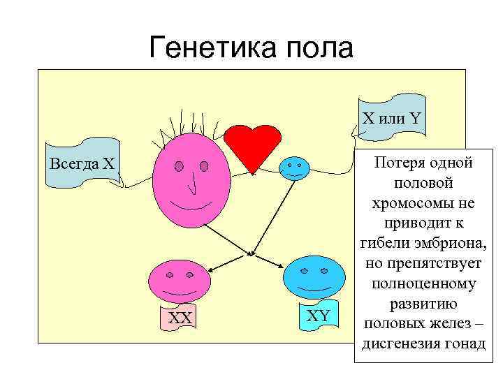 Генетика пола X или Y Всегда Х ХХ ХY Потеря одной половой хромосомы не