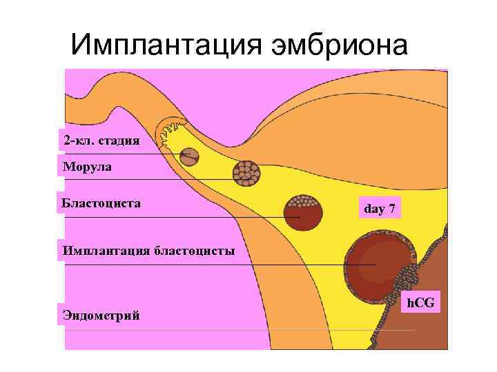 Имплантация эмбриона презентация