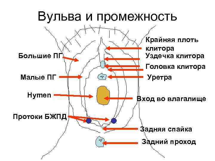 Вульва и промежность Большие ПГ Малые ПГ Hymen Крайняя плоть клитора Уздечка клитора Головка
