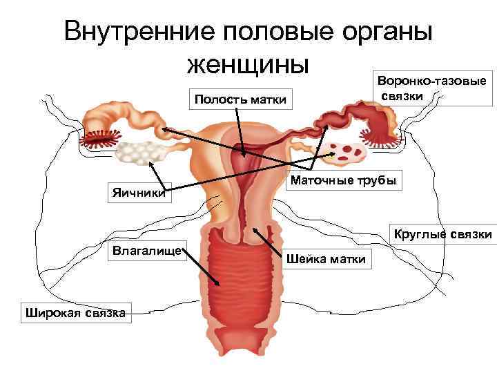 Женская внутренняя половая система. Репродуктивная система женщины внутренние половые органы. Женская репродуктивная система анатомия половых органов. Структура и функции женской репродуктивной системы. Воронко тазовая связка матки.