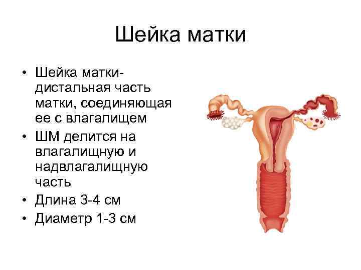 Репродуктивная система женщин картинки