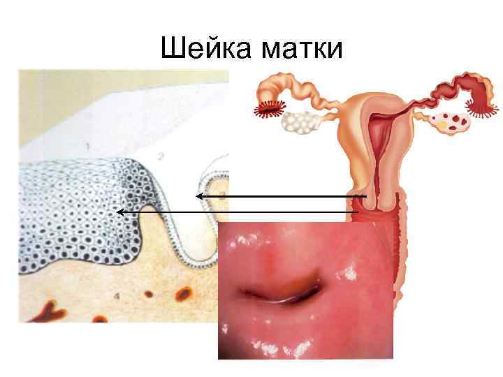 Репродуктивная система женщин анатомия становление функции ОбоскаловаТ