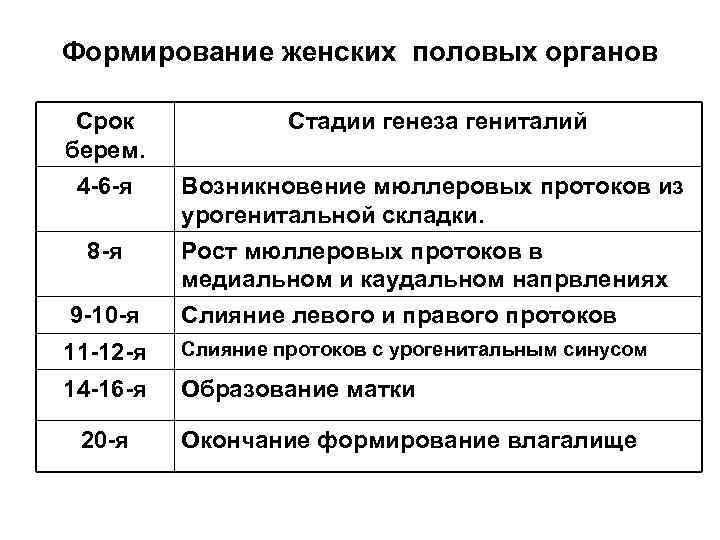 Формирование женских половых органов Срок берем. 4 -6 -я 8 -я 9 -10 -я