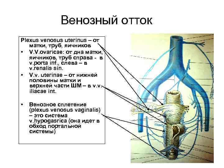 Строение уретры у женщин анатомия в картинках