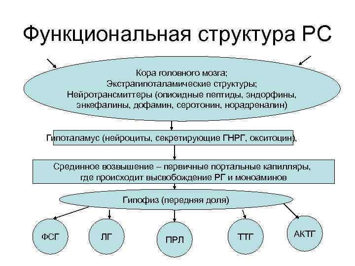 Фото репродуктивной системы женщины строение