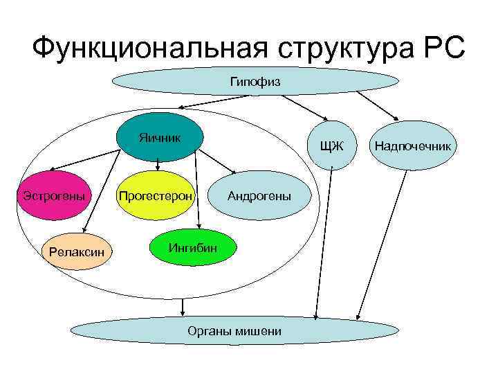 Функциональная структура РС Гипофиз Яичник Эстрогены Релаксин ЩЖ Прогестерон Андрогены Ингибин Органы мишени Надпочечник
