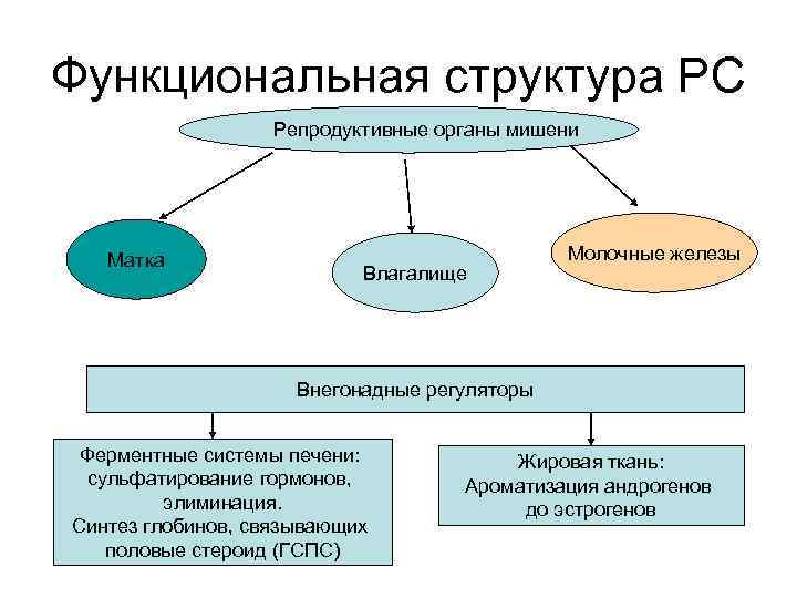 Женская репродуктивная система картинки