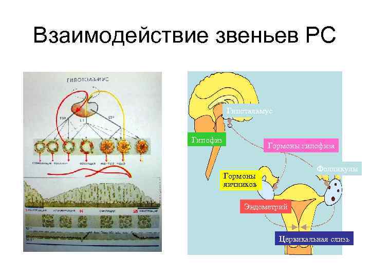 Репродуктивная система женщин картинки