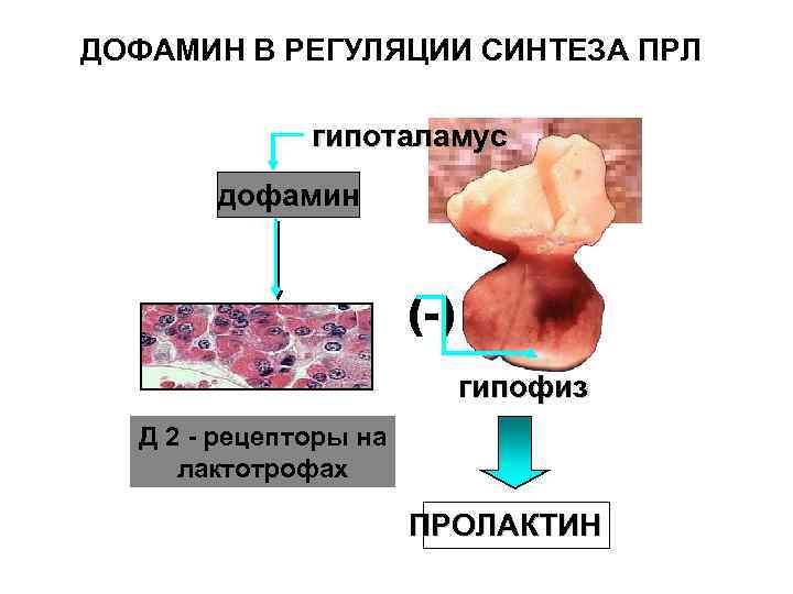 Репродуктивная система женщин картинки