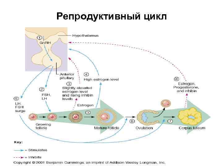 Даму циклы