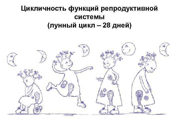 Цикличность функций репродуктивной системы (лунный цикл – 28 дней) 