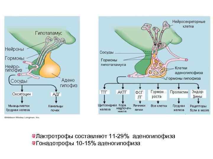 Схема репродуктивной системы женщины