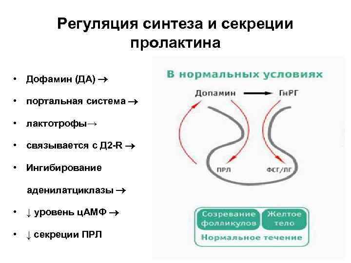 Регуляция синтеза и секреции пролактина • Дофамин (ДА) • портальная система • лактотрофы→ •