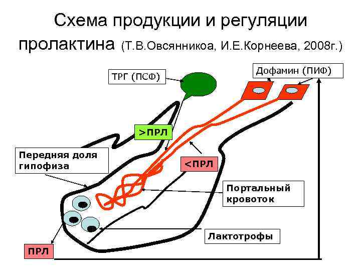 Схема продукции и регуляции пролактина (Т. В. Овсянникоа, И. Е. Корнеева, 2008 г. )