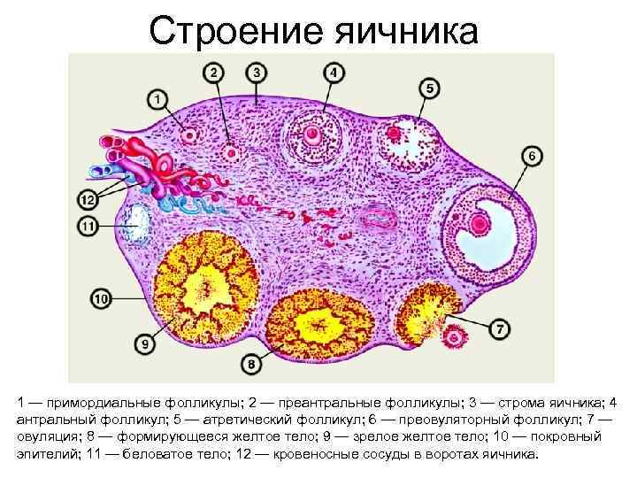 Фолликул яичника фото