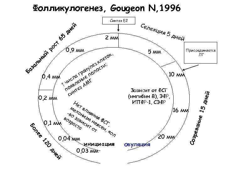 Фолликулогенез, Gougeon N, 1996 к, то е. кл ; з ле сти ну о