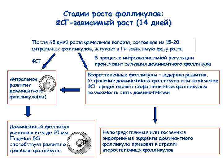 Стадии роста фолликулов: ФСГ-зависимый рост (14 дней) После 65 дней роста финальная когорта, состоящая