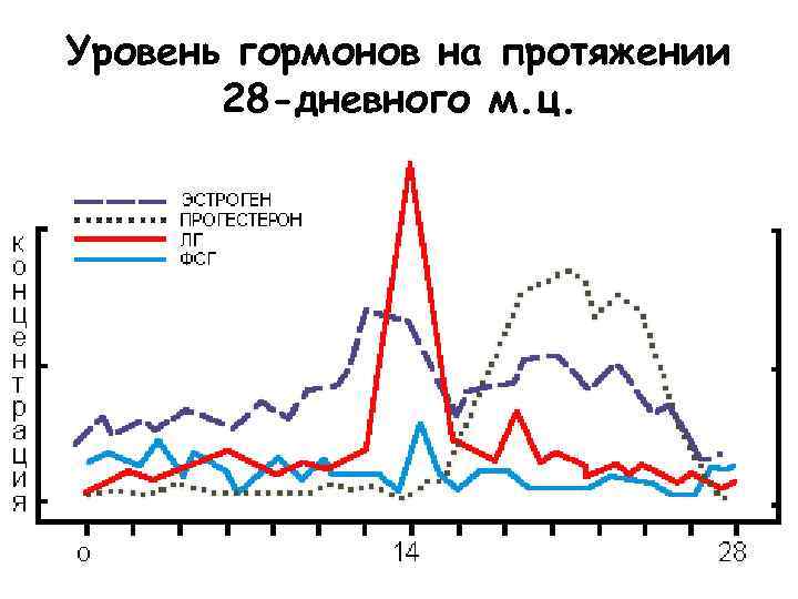 Уровень гормонов на протяжении 28 -дневного м. ц. 