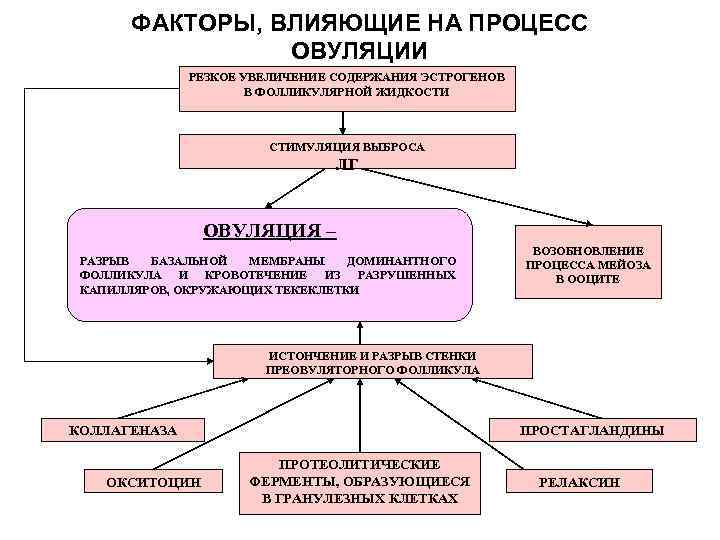 ФАКТОРЫ, ВЛИЯЮЩИЕ НА ПРОЦЕСС ОВУЛЯЦИИ РЕЗКОЕ УВЕЛИЧЕНИЕ СОДЕРЖАНИЯ ЭСТРОГЕНОВ В ФОЛЛИКУЛЯРНОЙ ЖИДКОСТИ СТИМУЛЯЦИЯ ВЫБРОСА