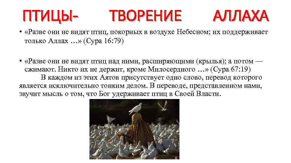 ПТИЦЫ- ТВОРЕНИЕ АЛЛАХА • «Разве они не видят птиц, покорных в воздухе Небесном; их