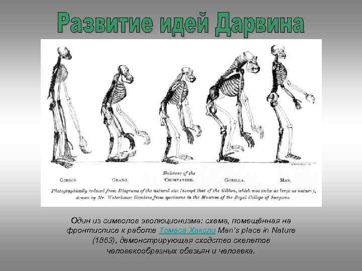 Один из символов эволюционизма: схема, помещённая на фронтисписе к работе Томаса Хаксли Man’s place