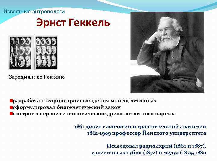 Известные антропологи Эрнст Геккель Зародыши по Геккелю разработал теорию происхождения многоклеточных сформулировал биогенетический закон