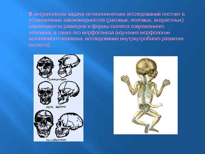  В антропологии задача остеологических исследований состоит в установлении закономерностей (расовых, половых, возрастных) изменчивости