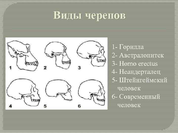 Виды черепов 1 - Горилла 2 - Австралопитек 3 - Homo erectus 4 -