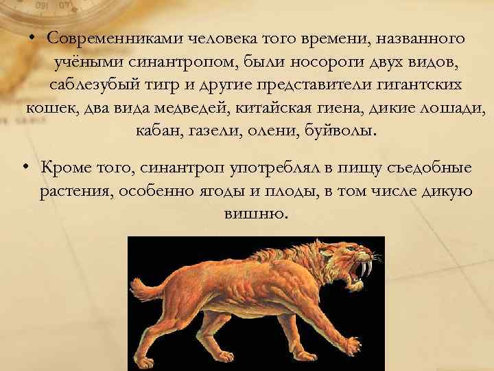  • Современниками человека того времени, названного учёными синантропом, были носороги двух видов, саблезубый