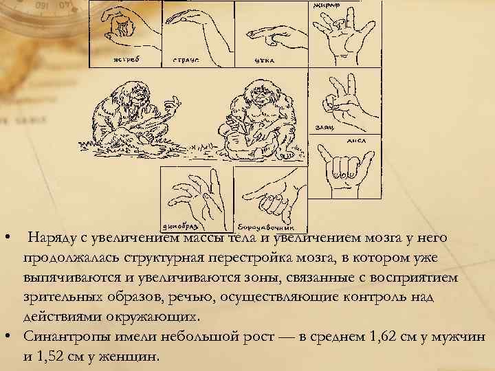 Синантроп объем мозга