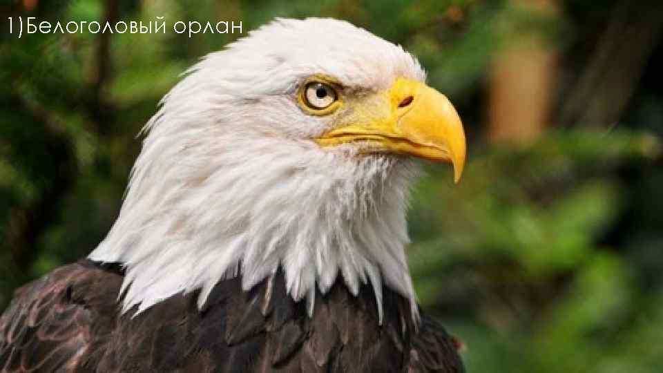 1)Белоголовый орлан 