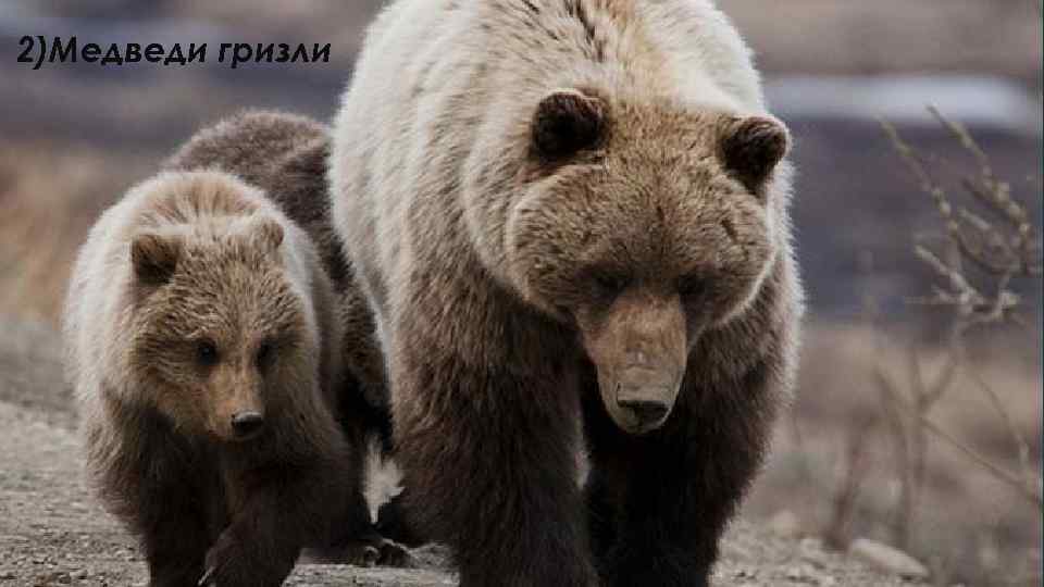 2)Медведи гризли 