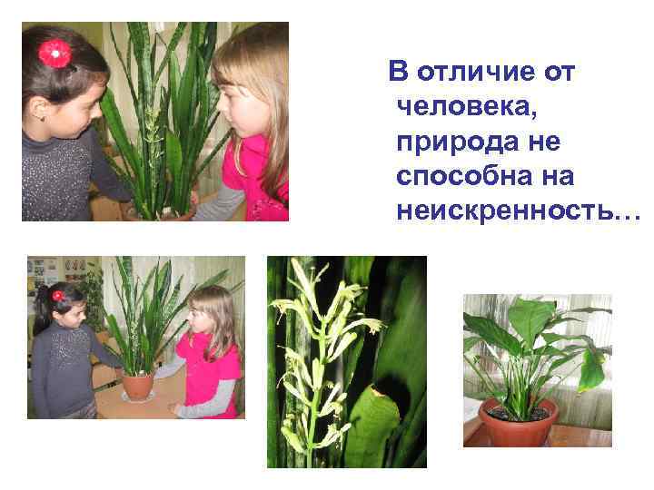 В отличие от человека, природа не способна на неискренность… 