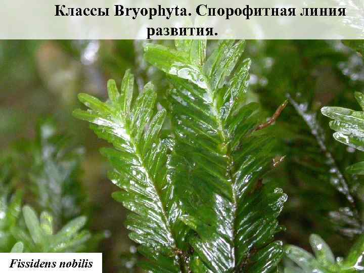 Классы Вryophyta. Спорофитная линия развития. Fissidens nobilis 