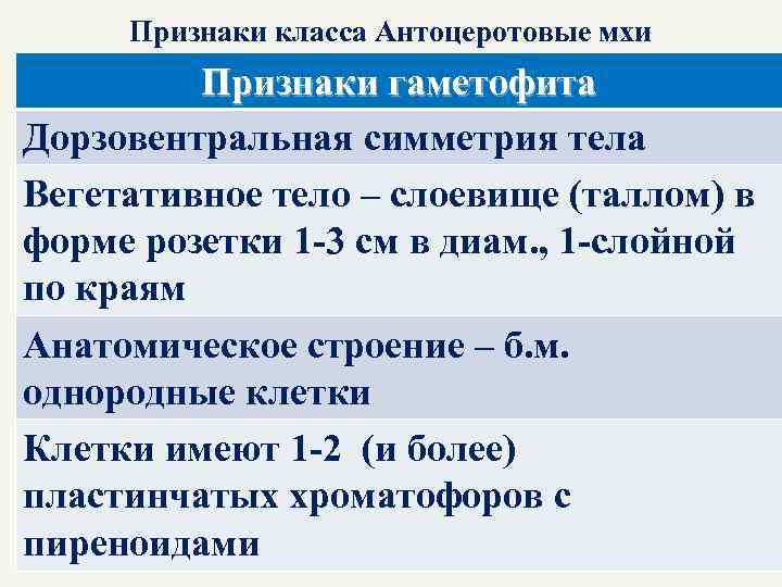 Признаки класса Антоцеротовые мхи Признаки гаметофита Дорзовентральная симметрия тела Вегетативное тело – слоевище (таллом)