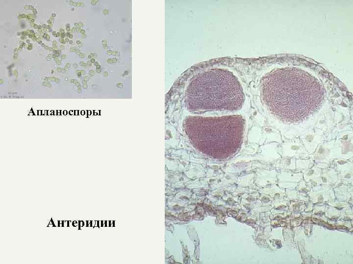 Апланоспоры Антеридии 