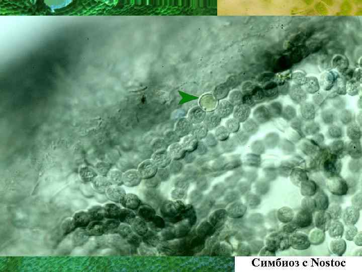 Симбиоз с Nostoc 