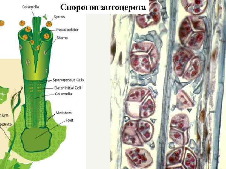 Спорогон антоцерота 