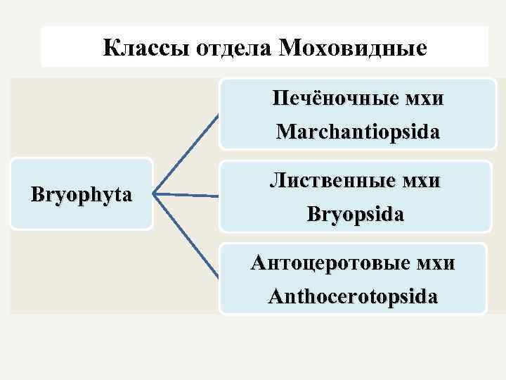 Классы отдела Моховидные Печёночные мхи Marchantiopsida Bryophyta Лиственные мхи Bryopsida Антоцеротовые мхи Anthocerotopsida 
