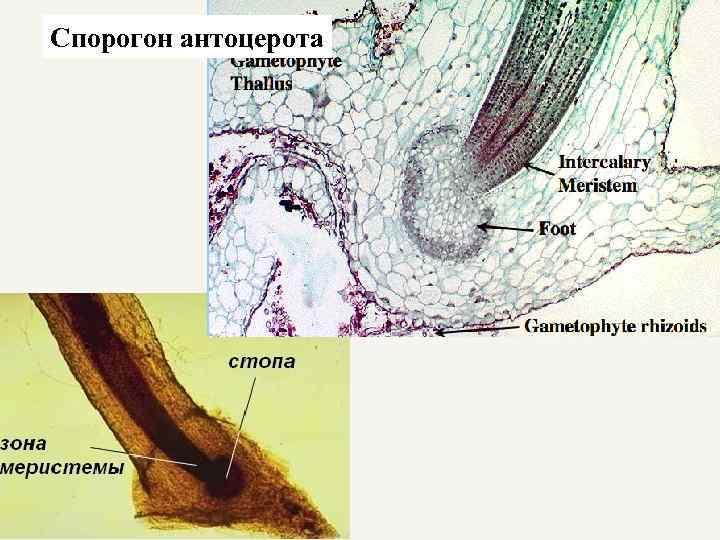 Спорогон антоцерота 