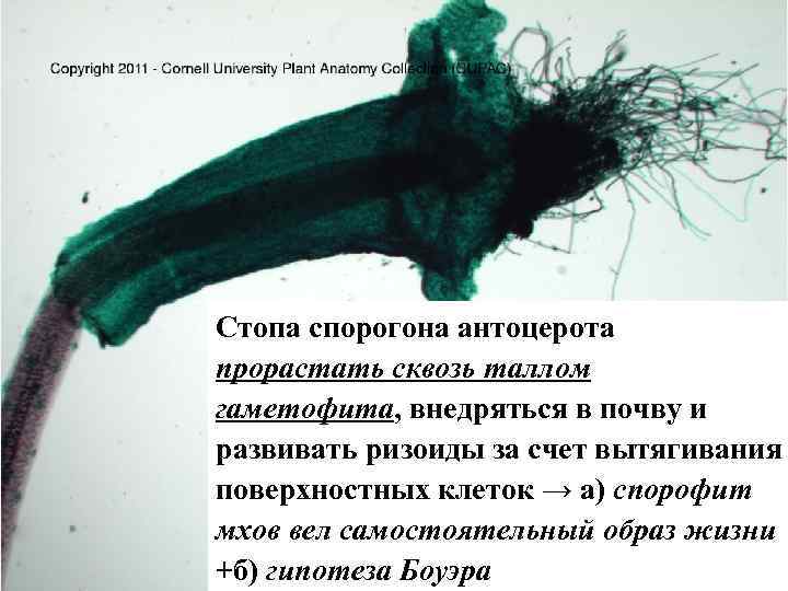 Стопа спорогона антоцерота прорастать сквозь таллом гаметофита, внедряться в почву и развивать ризоиды за