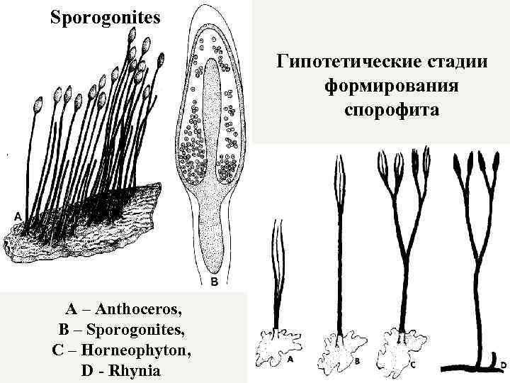 Sporogonites Гипотетические стадии формирования спорофита A – Anthoceros, B – Sporogonites, C – Horneophyton,
