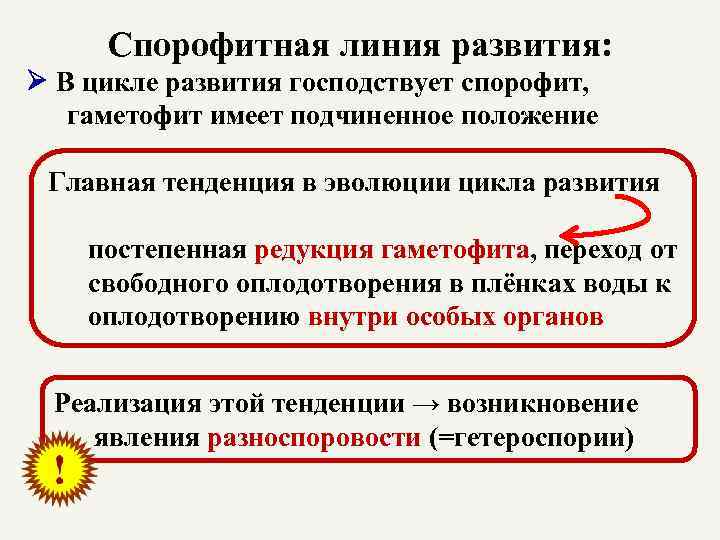 Спорофитная линия развития: В цикле развития господствует спорофит, гаметофит имеет подчиненное положение Главная тенденция