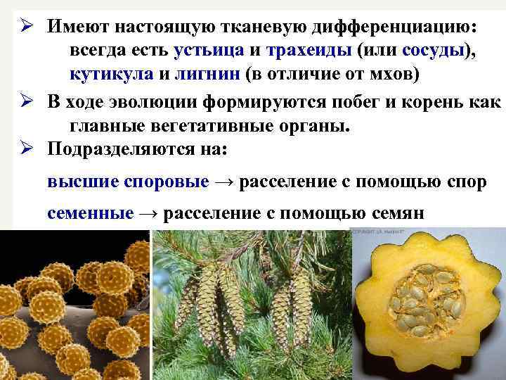 Ø Имеют настоящую тканевую дифференциацию: всегда есть устьица и трахеиды (или сосуды), кутикула и