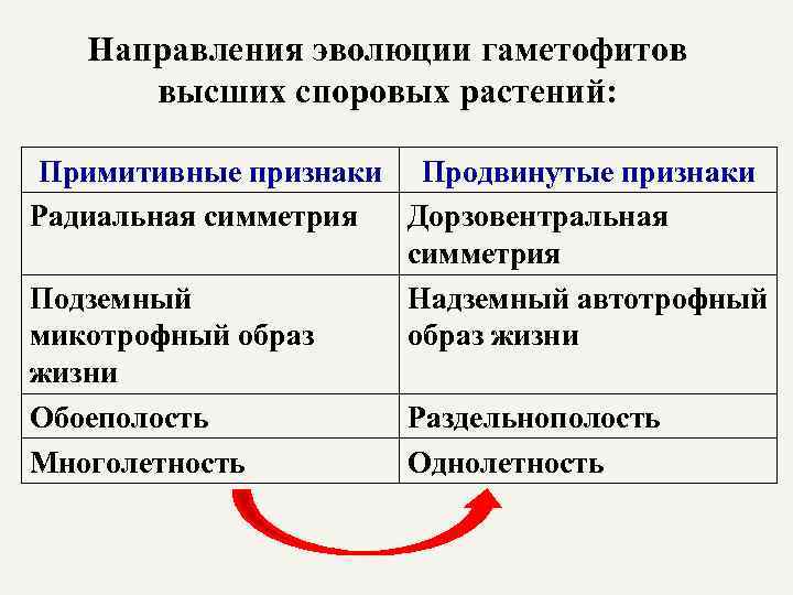 Направления эволюции гаметофитов высших споровых растений: Примитивные признаки Продвинутые признаки Радиальная симметрия Дорзовентральная симметрия